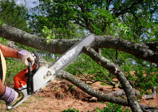 Best Palm Tree Trimming  in Archer City, TX